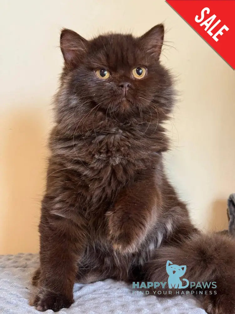 Finik British Longhair male chocolate - live animals