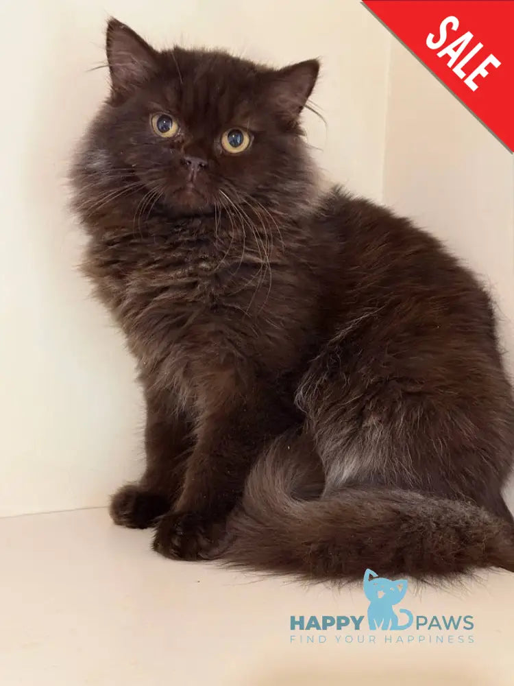 Finik British Longhair male chocolate - live animals