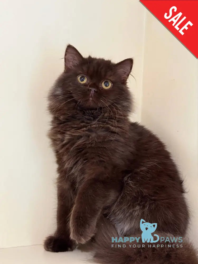 Finik British Longhair male chocolate - live animals