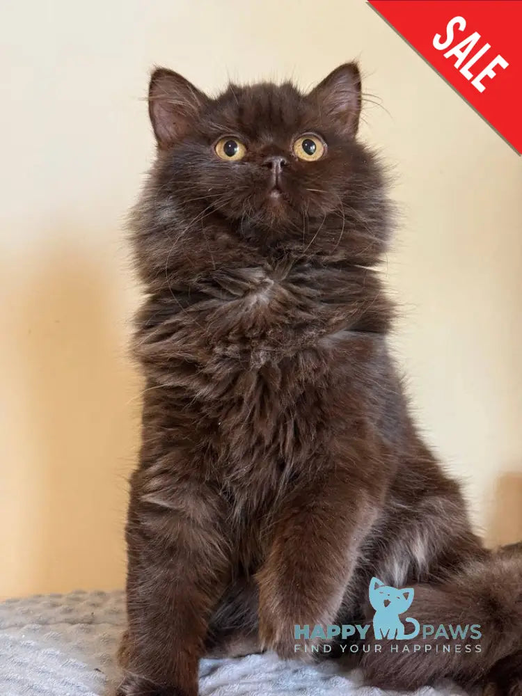 Finik British Longhair male chocolate - live animals