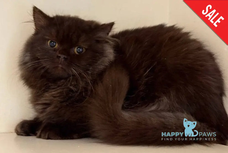 Finik British Longhair male chocolate - live animals