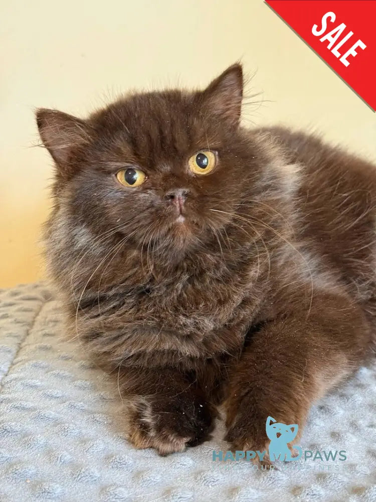 Finik British Longhair male chocolate - live animals