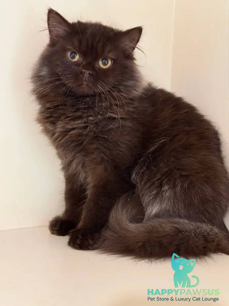 Finik British Longhair male chocolate - live animals