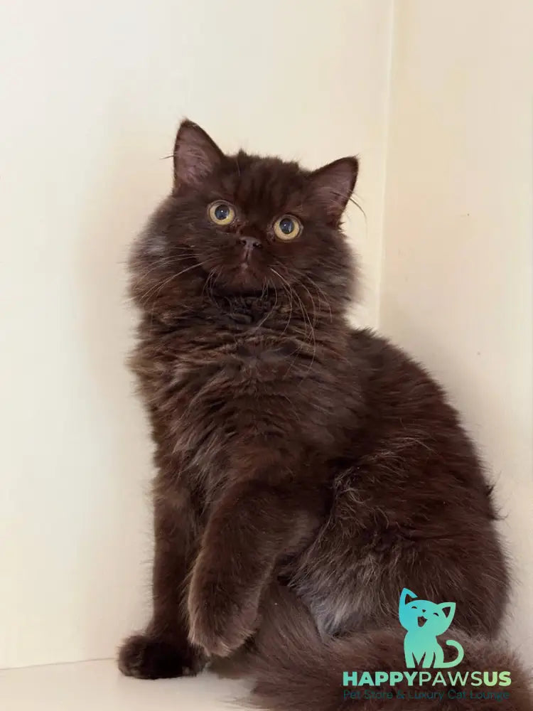 Finik British Longhair male chocolate - live animals