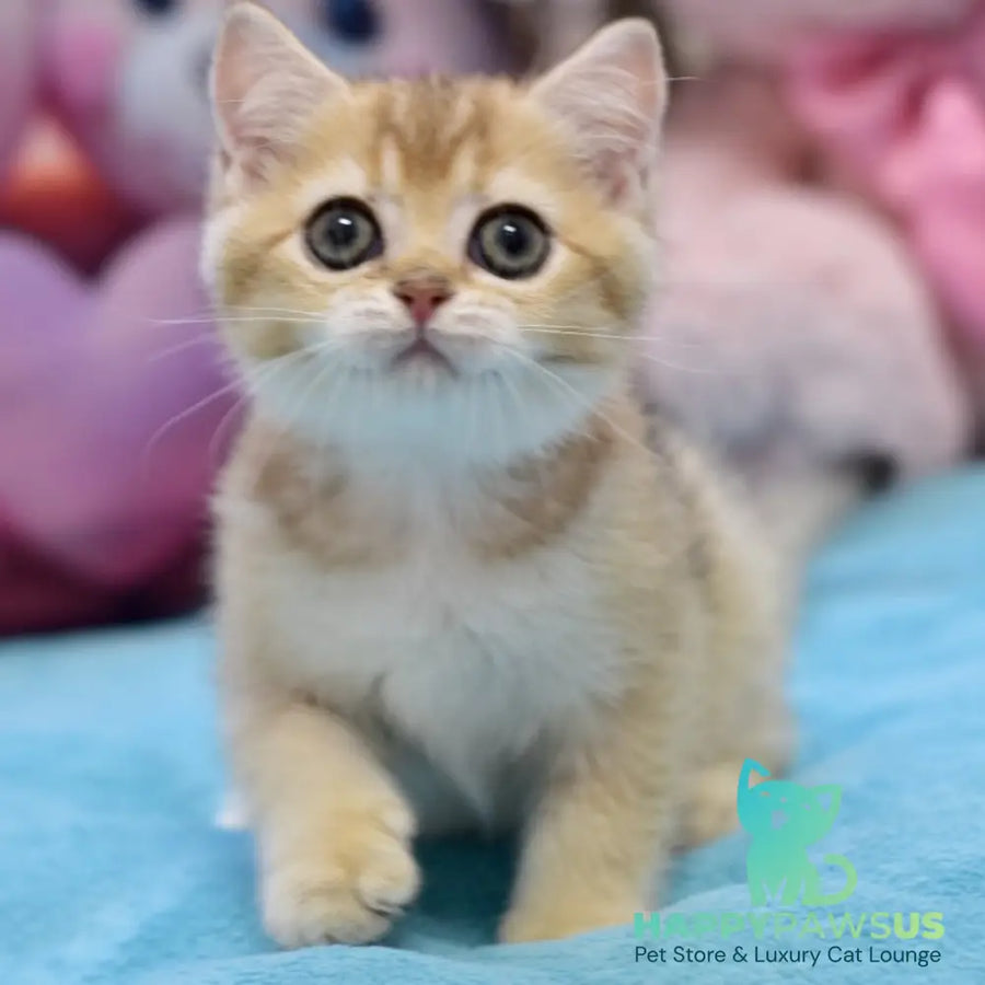 Finik British Shorthair female black golden ticked tabby - live animals