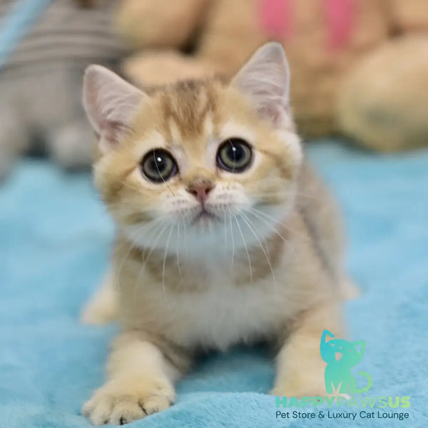 Finik British Shorthair female black golden ticked tabby - live animals