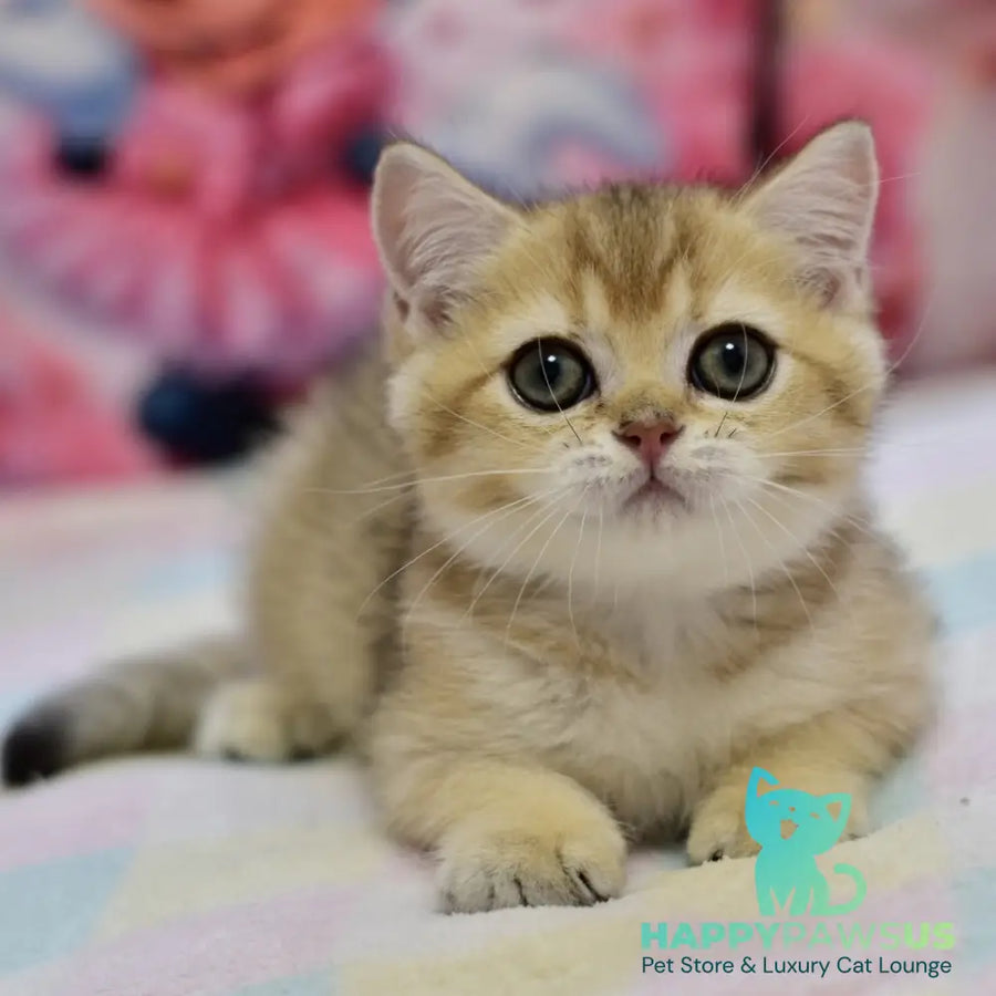 Finik British Shorthair female black golden ticked tabby - live animals