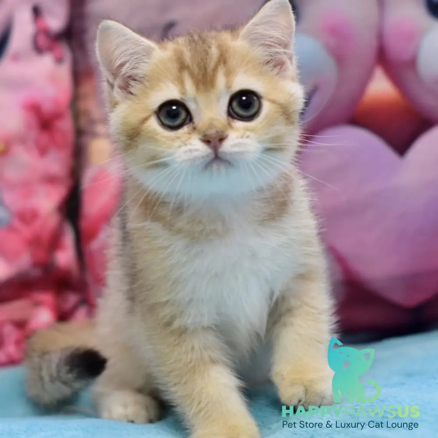 Finik British Shorthair female black golden ticked tabby - live animals