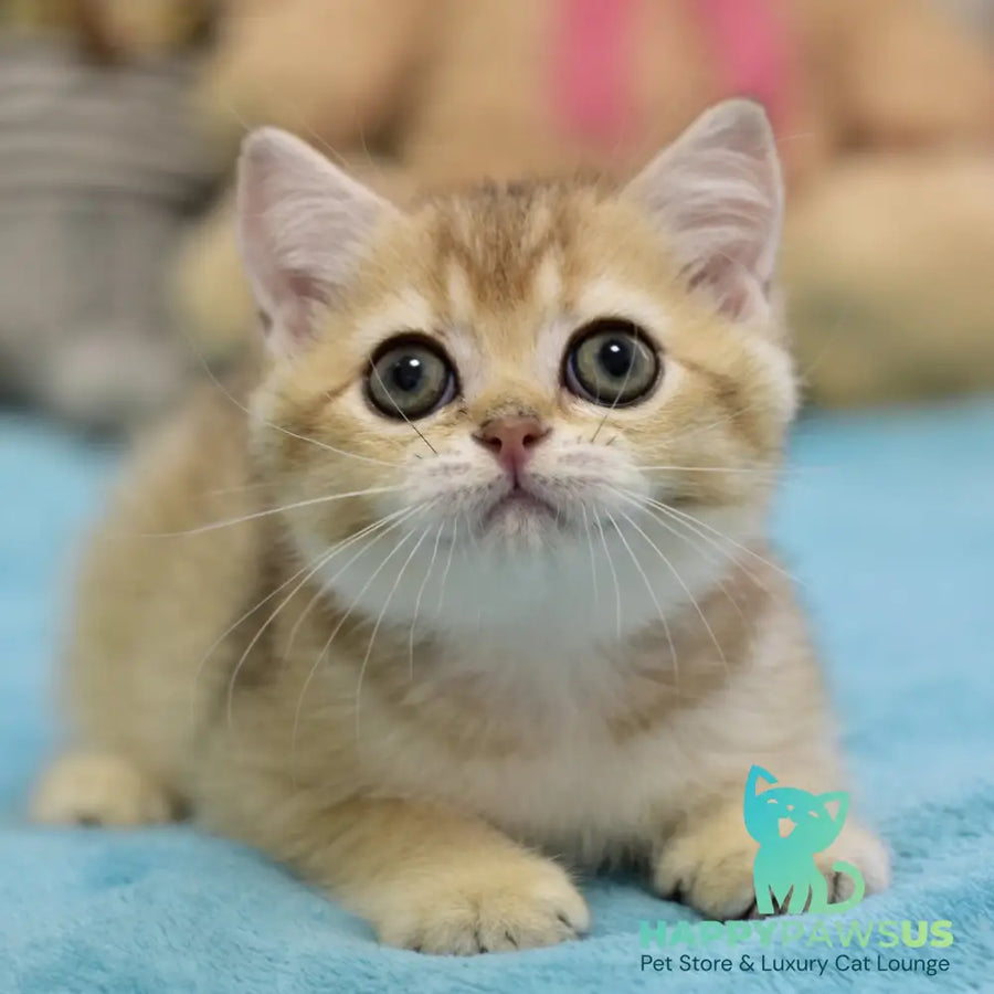 Finik British Shorthair female black golden ticked tabby - live animals