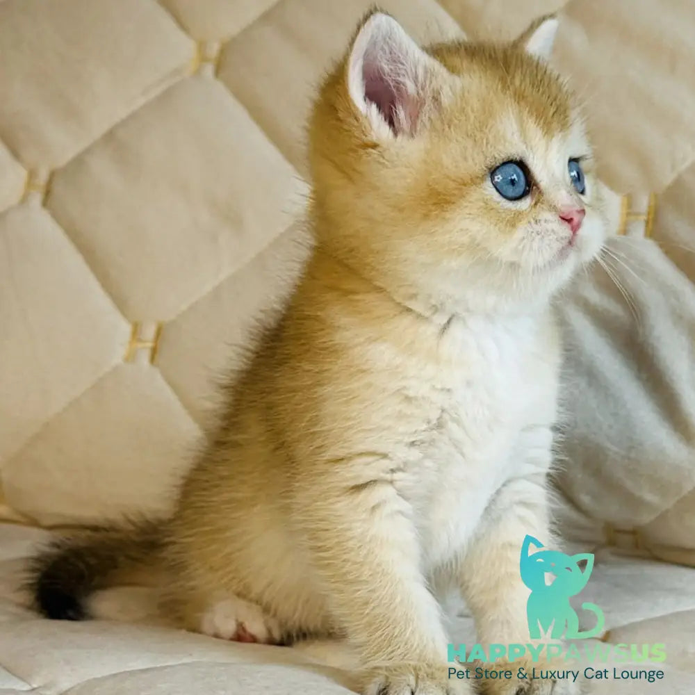 Finik British Shorthair male black golden shaded with white - live animals