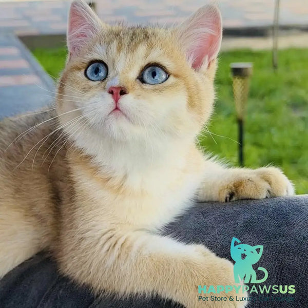 Finik British Shorthair male black golden shaded with white - live animals
