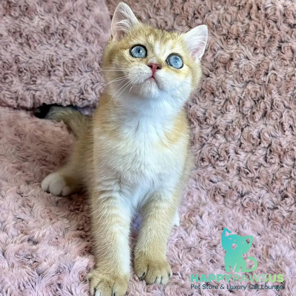 Finik British Shorthair male black golden shaded with white - live animals