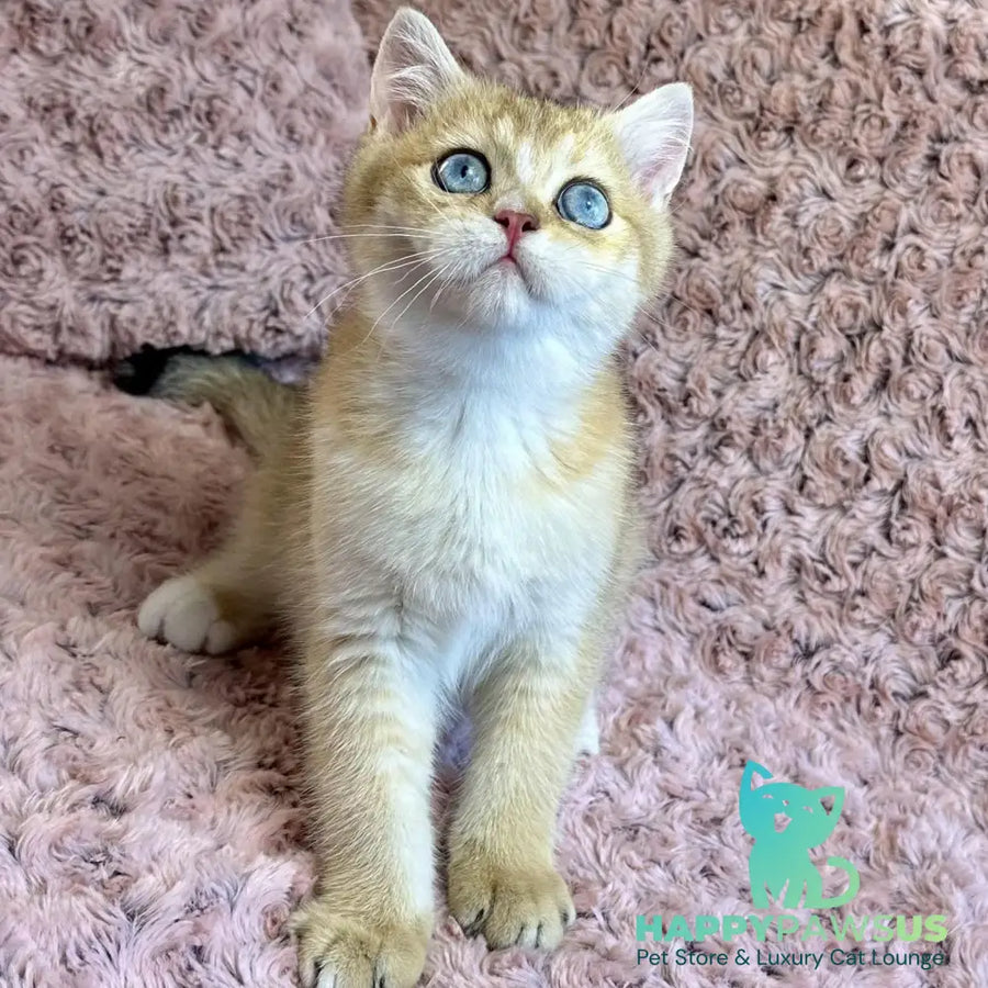 Finik British Shorthair male black golden shaded with white - live animals