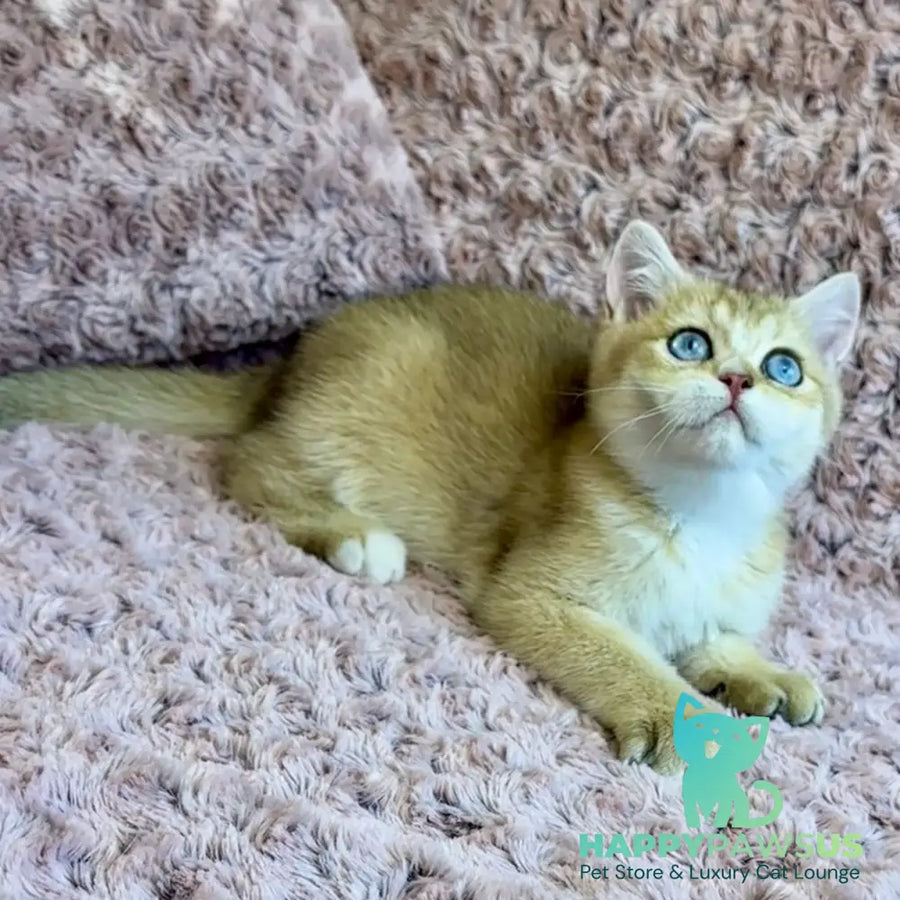 Finik British Shorthair male black golden shaded with white - live animals