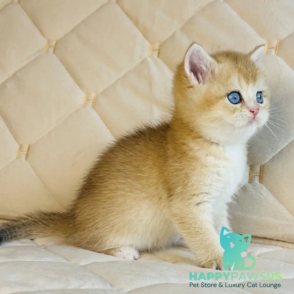 Finik British Shorthair male black golden shaded with white - live animals