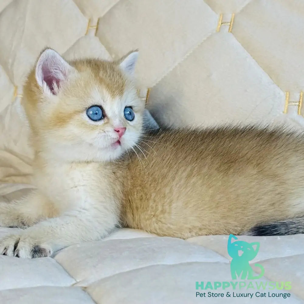 Finik British Shorthair male black golden shaded with white - live animals