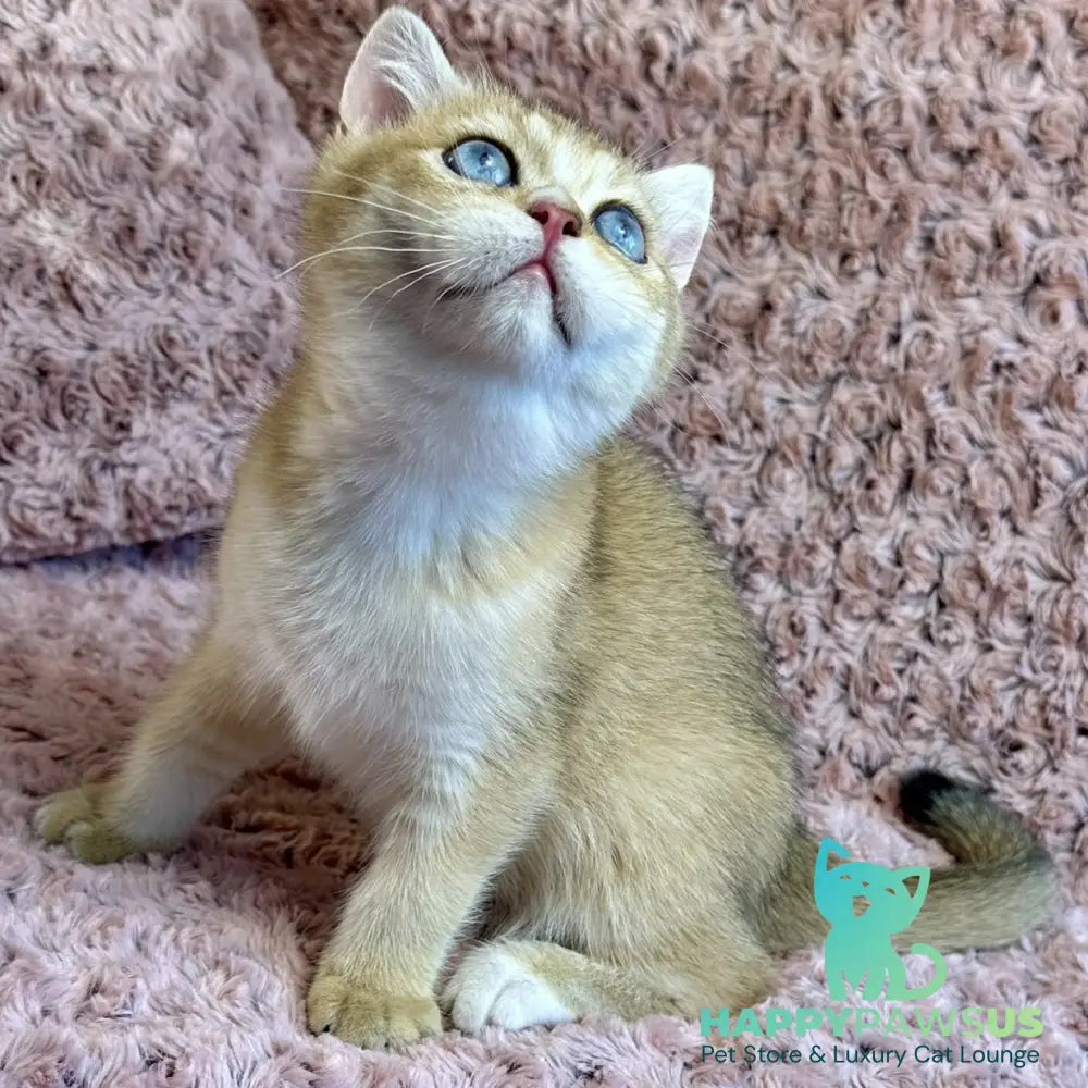 Finik British Shorthair male black golden shaded with white - live animals