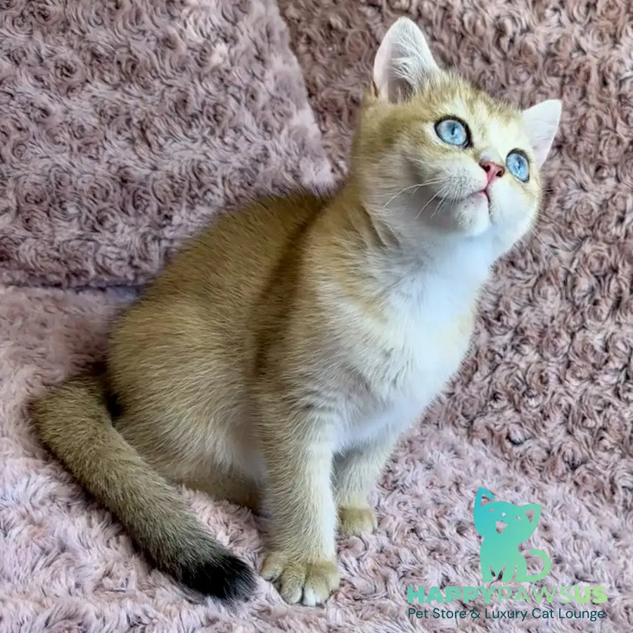 Finik British Shorthair male black golden shaded with white - live animals