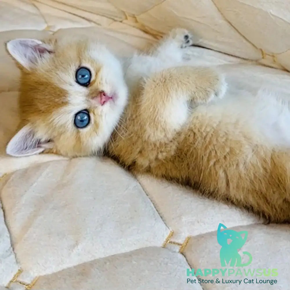 Finik British Shorthair male black golden shaded with white - live animals