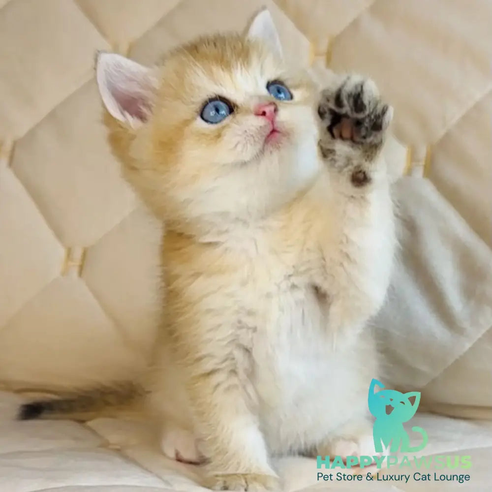 Finik British Shorthair male black golden shaded with white - live animals
