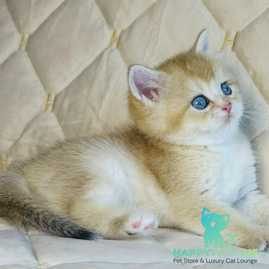 Finik British Shorthair male black golden shaded with white - live animals