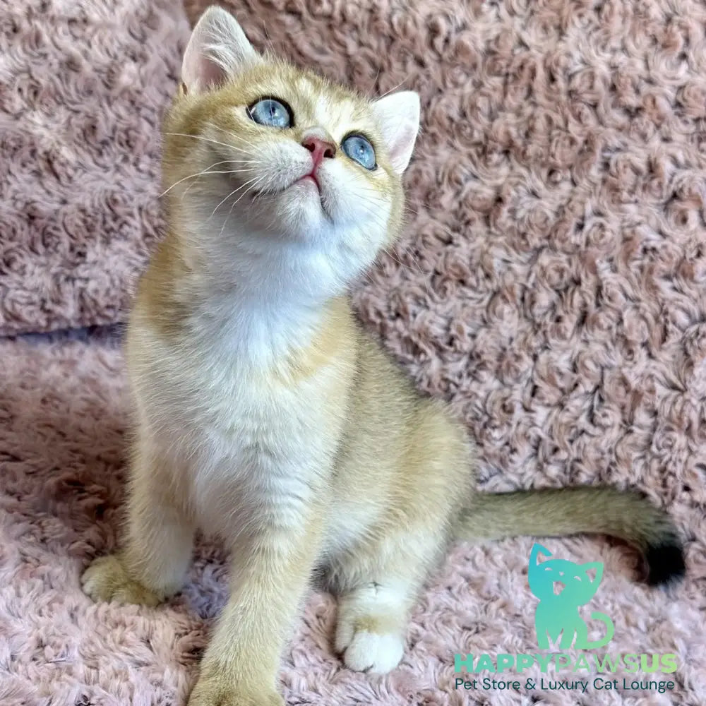 Finik British Shorthair male black golden shaded with white - live animals