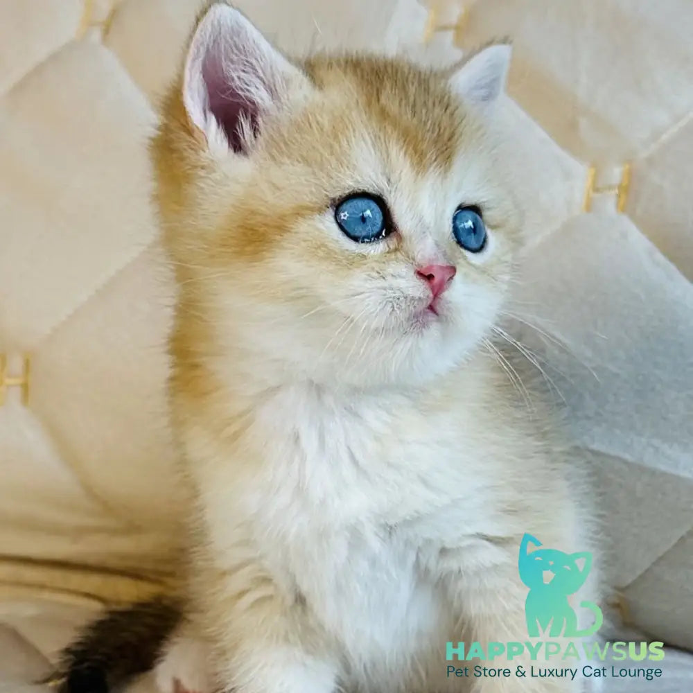 Finik British Shorthair male black golden shaded with white - live animals
