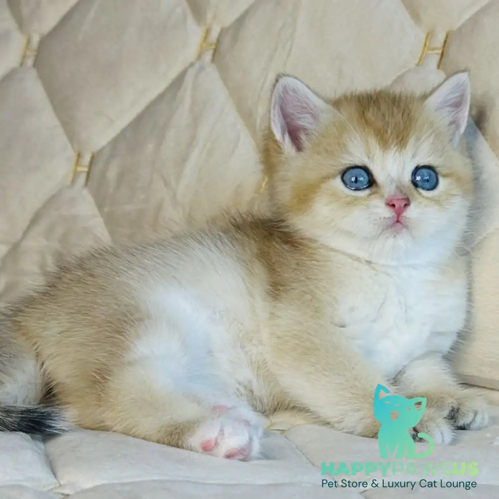 Finik British Shorthair male black golden shaded with white - live animals