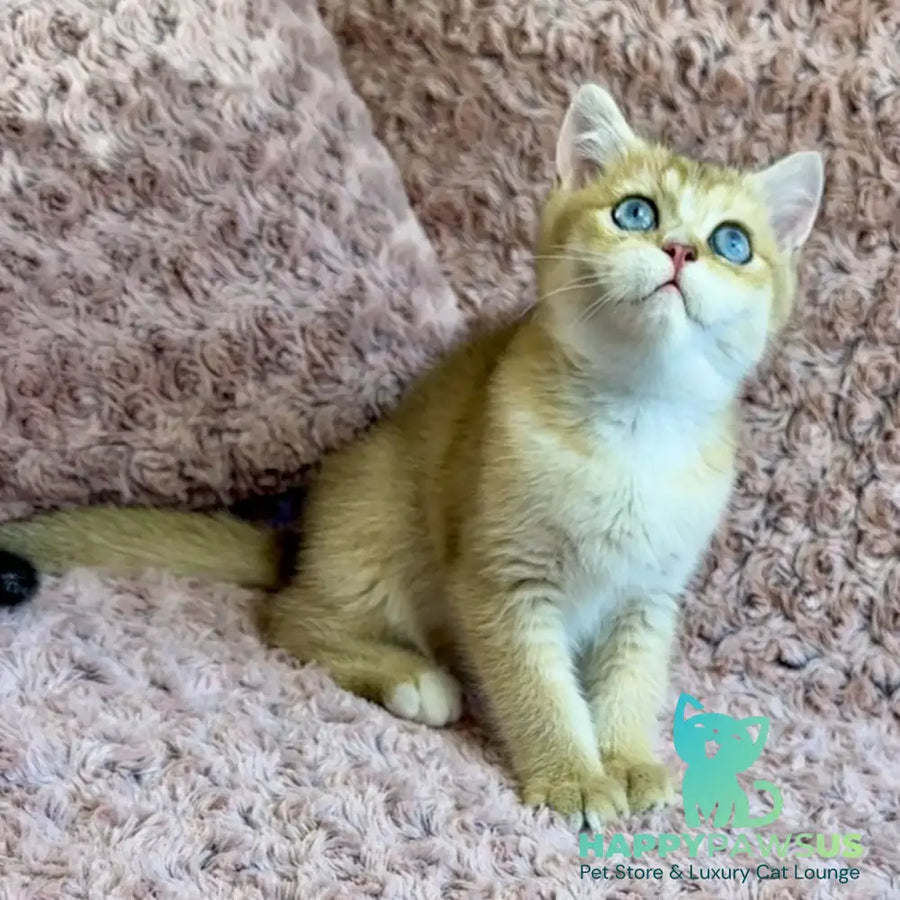 Finik British Shorthair male black golden shaded with white - live animals