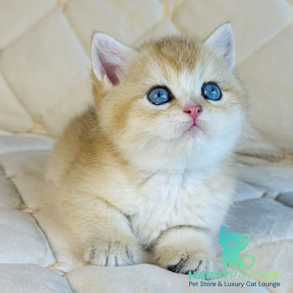 Finik British Shorthair male black golden shaded with white - live animals