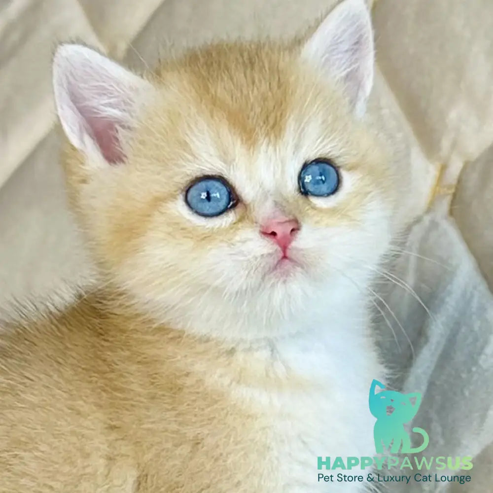 Finik British Shorthair male black golden shaded with white - live animals