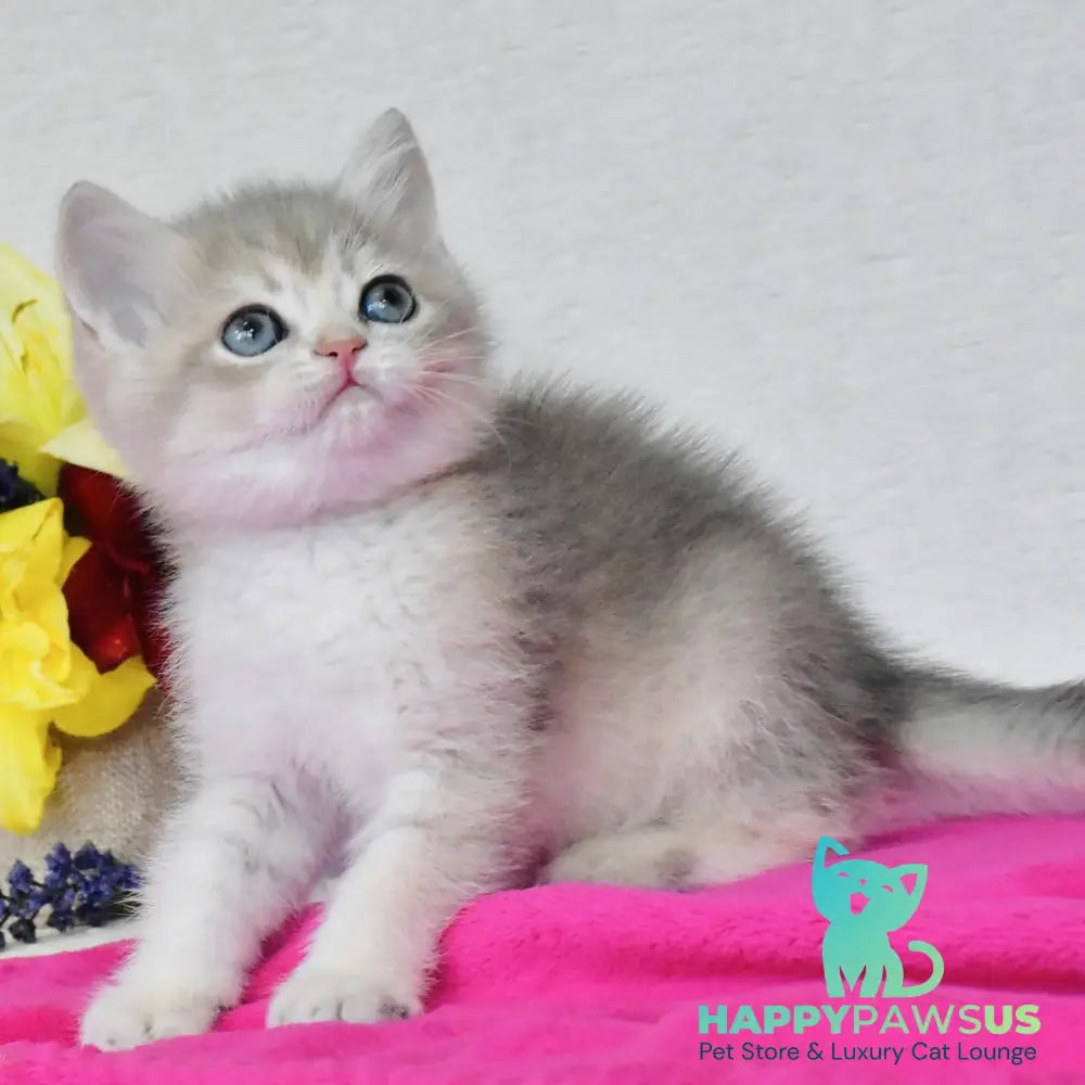 Finik British Shorthair male blue golden shaded - live animals