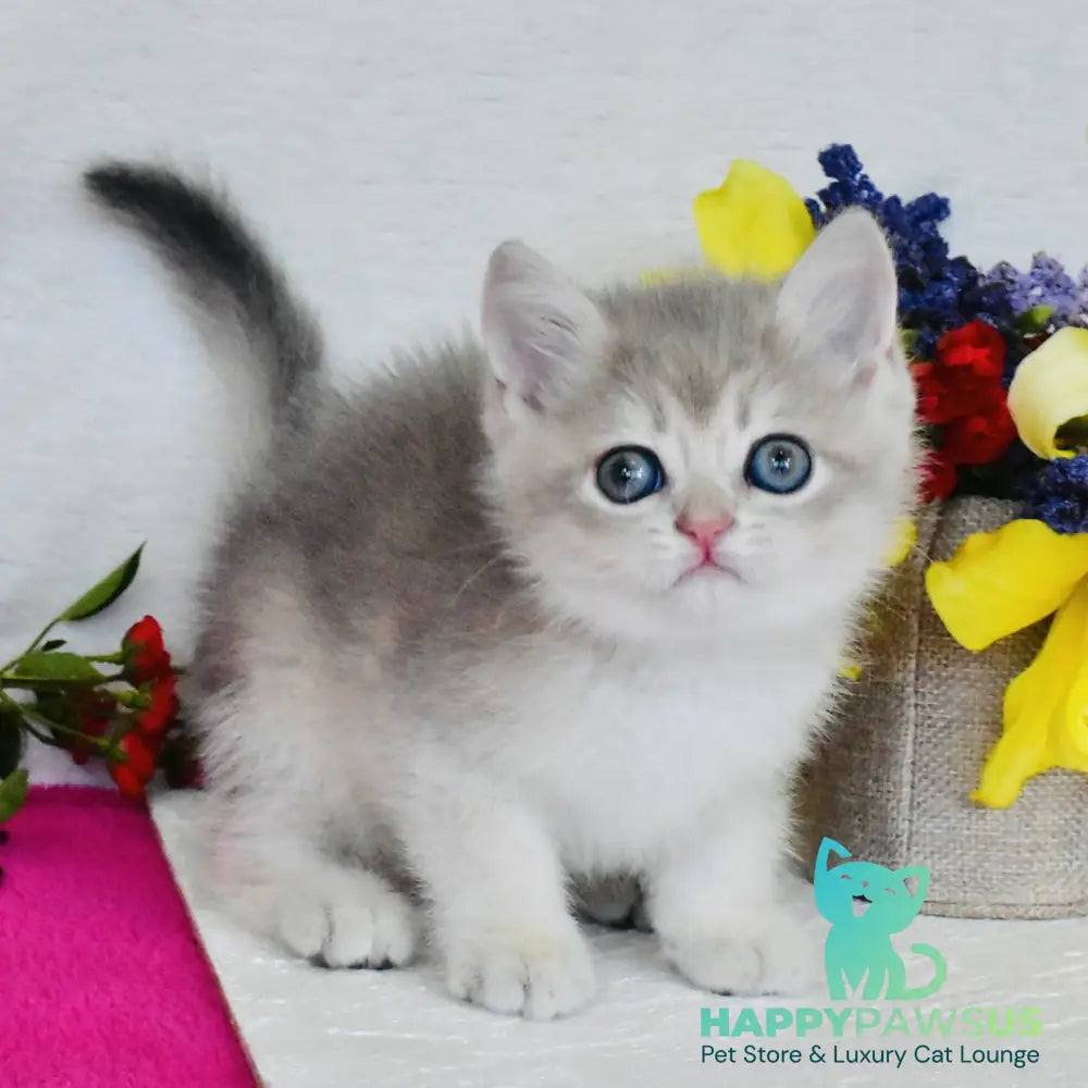Finik British Shorthair male blue golden shaded - live animals
