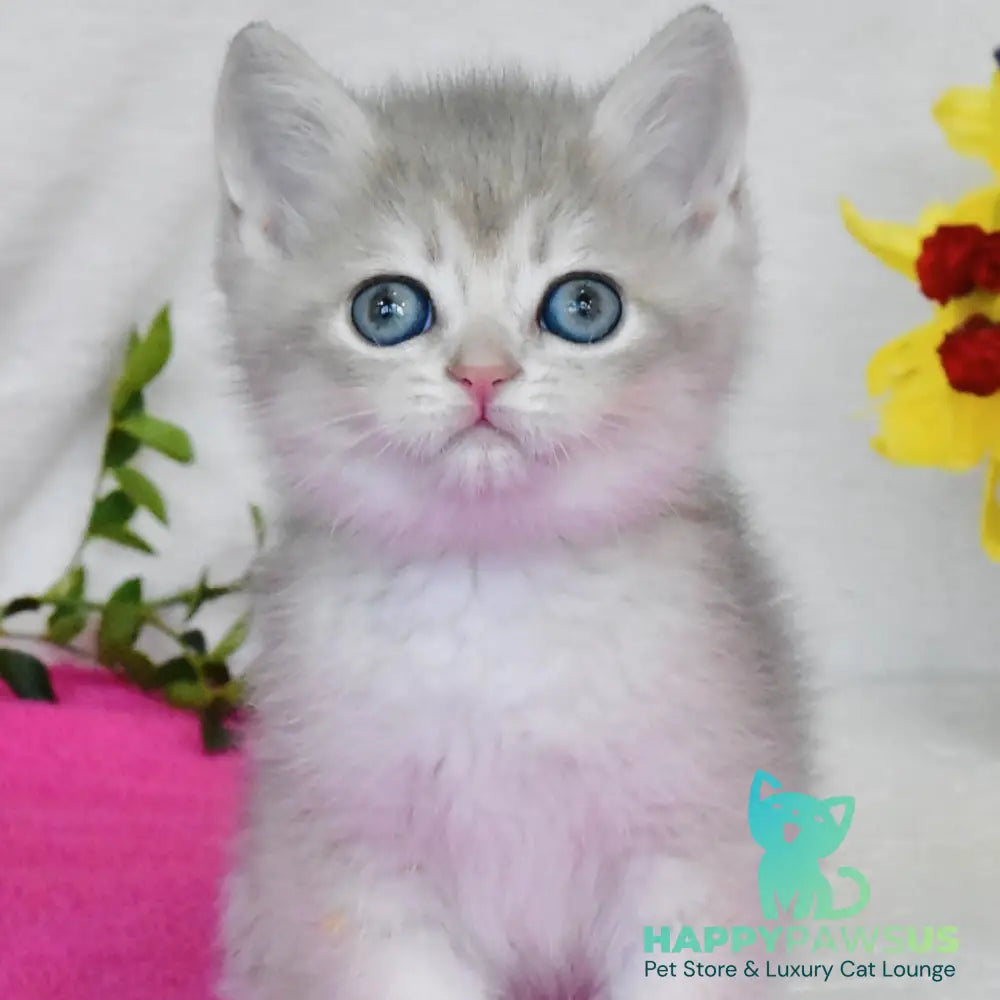 Finik British Shorthair male blue golden shaded - live animals