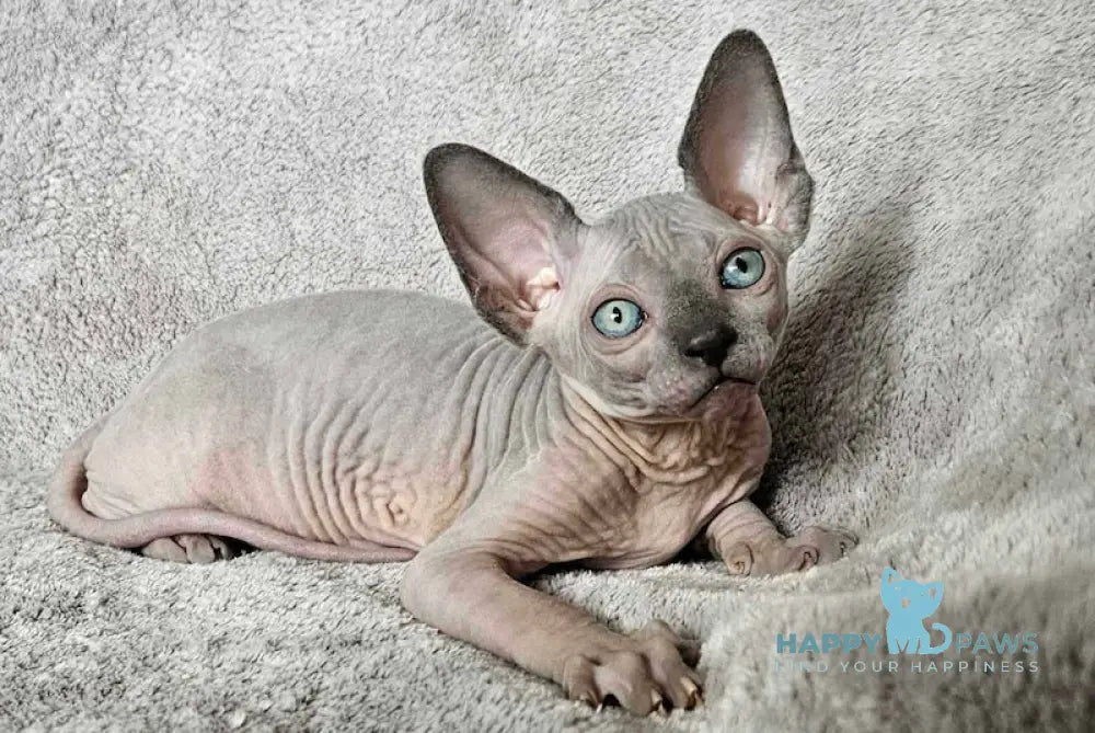 Finik Canadian Sphynx Male Blue Pointed Live Animals