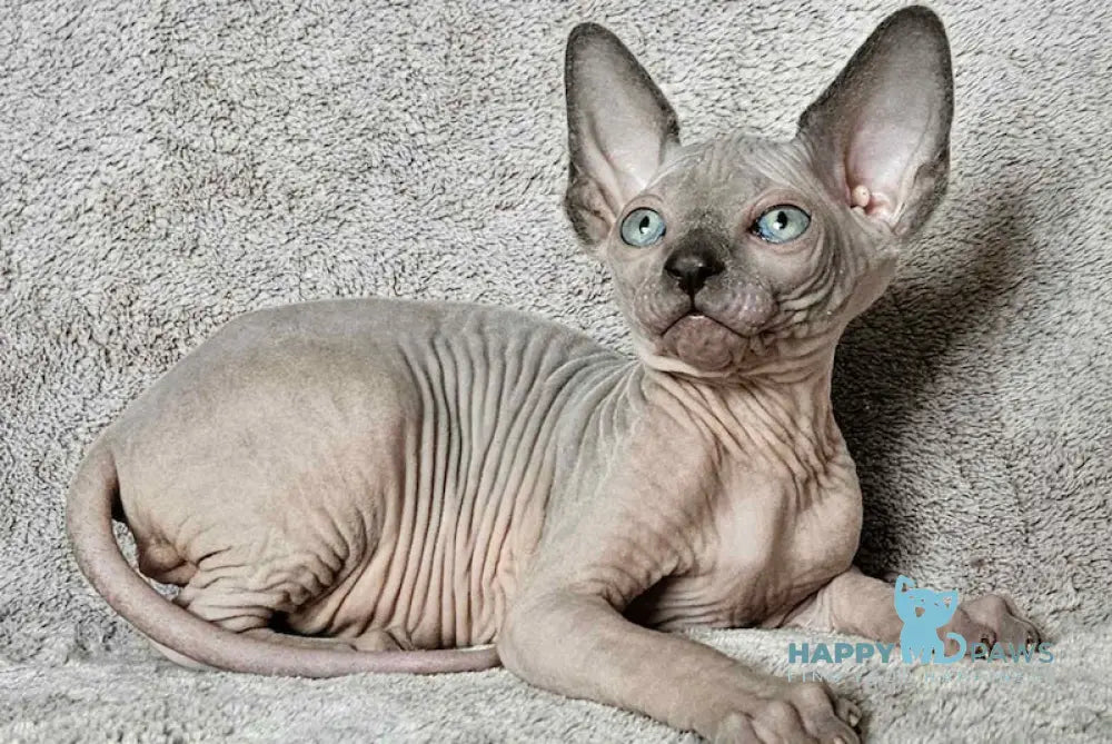 Finik Canadian Sphynx Male Blue Pointed Live Animals