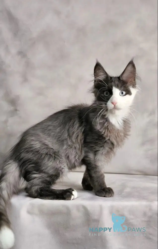 Finik Maine Coon male black silver with white live animals