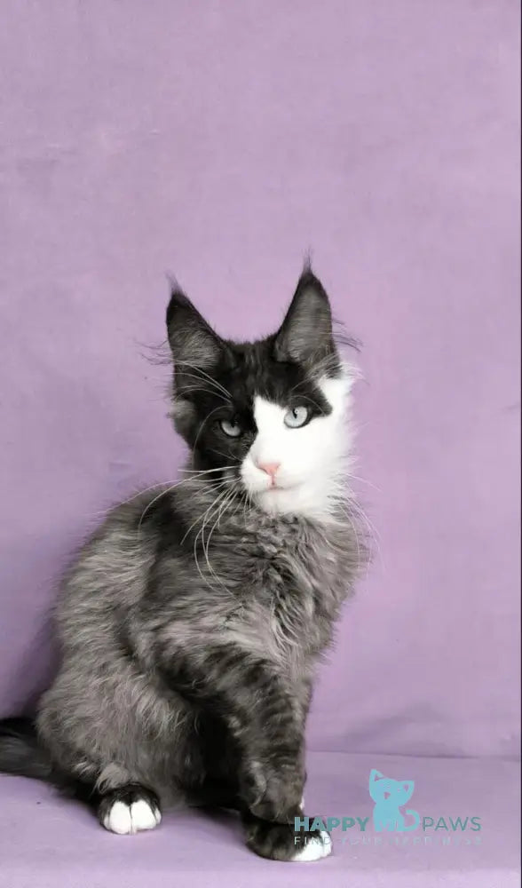 Finik Maine Coon male black silver with white live animals
