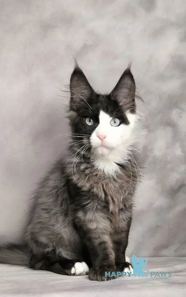 Finik Maine Coon male black silver with white live animals