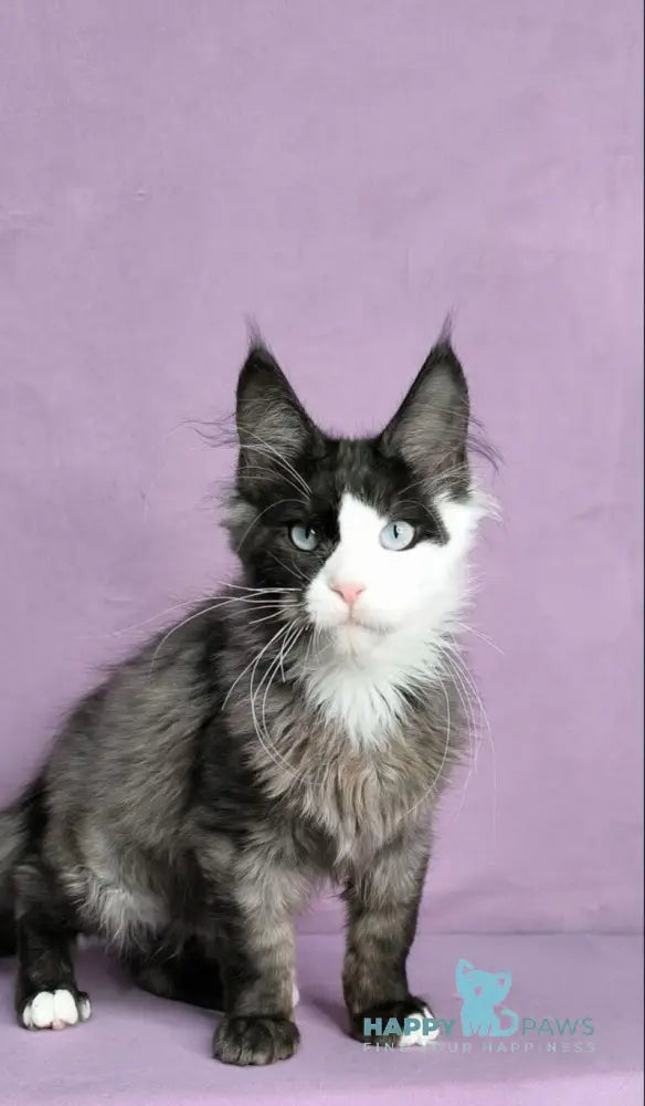 Finik Maine Coon male black silver with white live animals