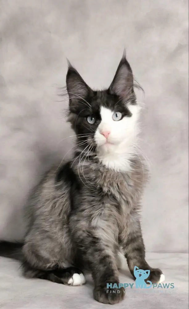 Finik Maine Coon male black silver with white live animals