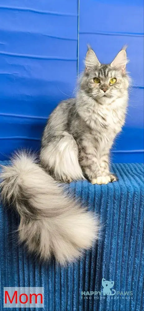 Finik Maine Coon male black silver with white live animals