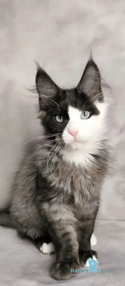 Finik Maine Coon male black silver with white live animals