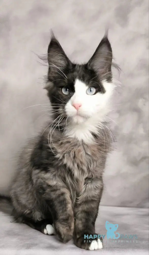 Finik Maine Coon male black silver with white live animals