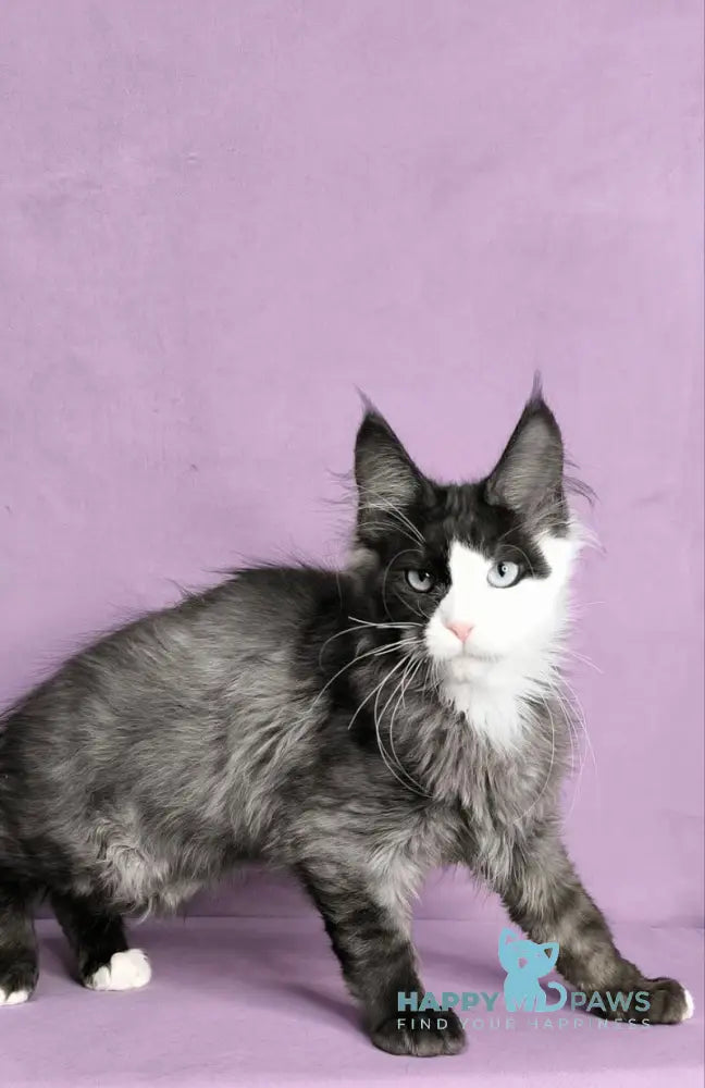 Finik Maine Coon male black silver with white live animals