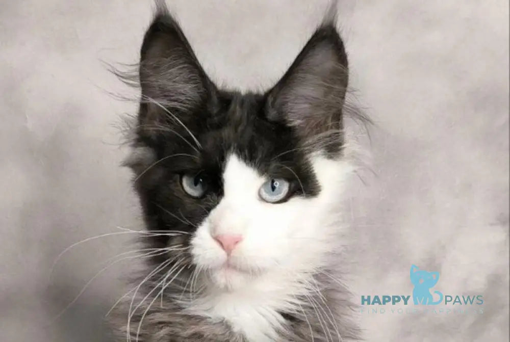Finik Maine Coon male black silver with white live animals