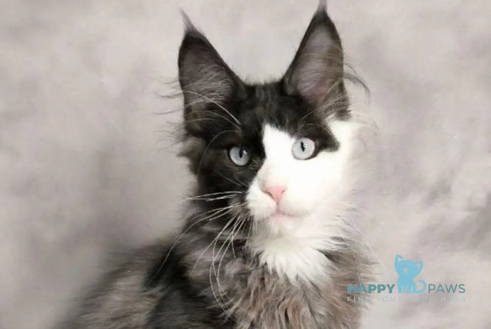 Finik Maine Coon male black silver with white live animals