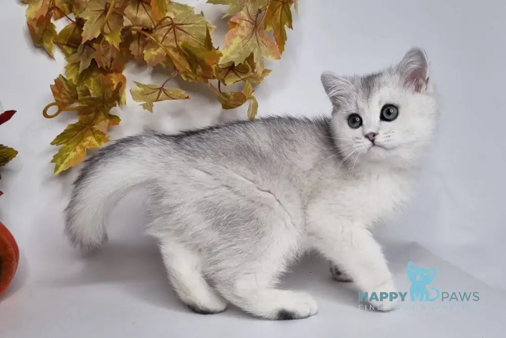 Finist British Shorthair male black silver shaded live animals