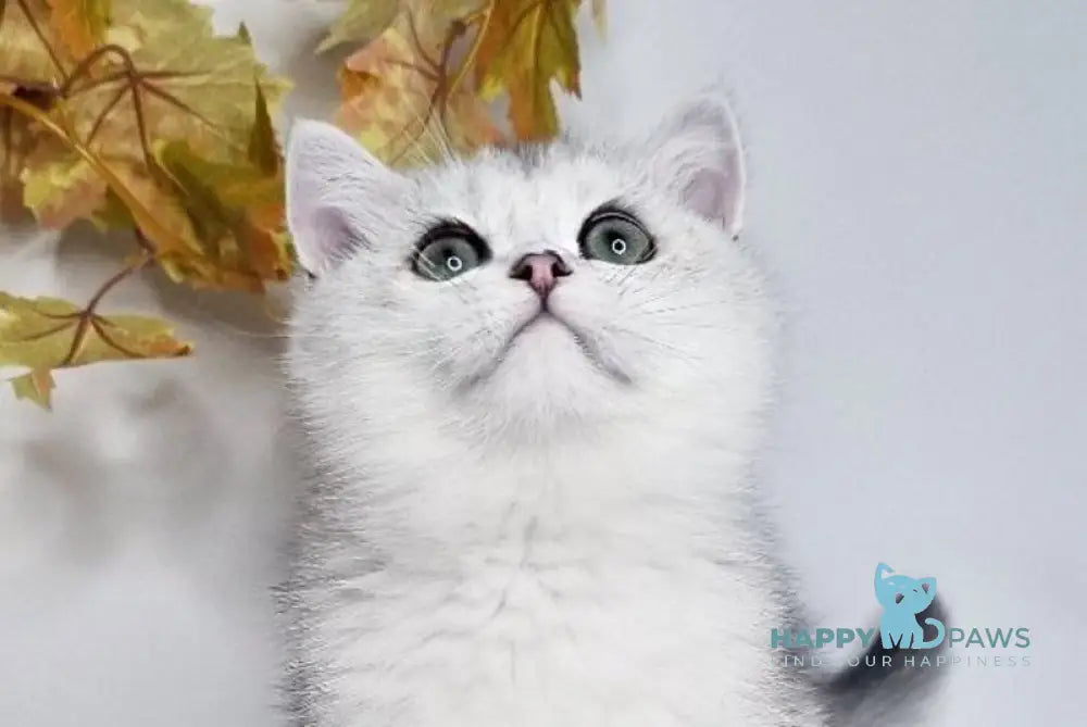 Finist British Shorthair male black silver shaded live animals