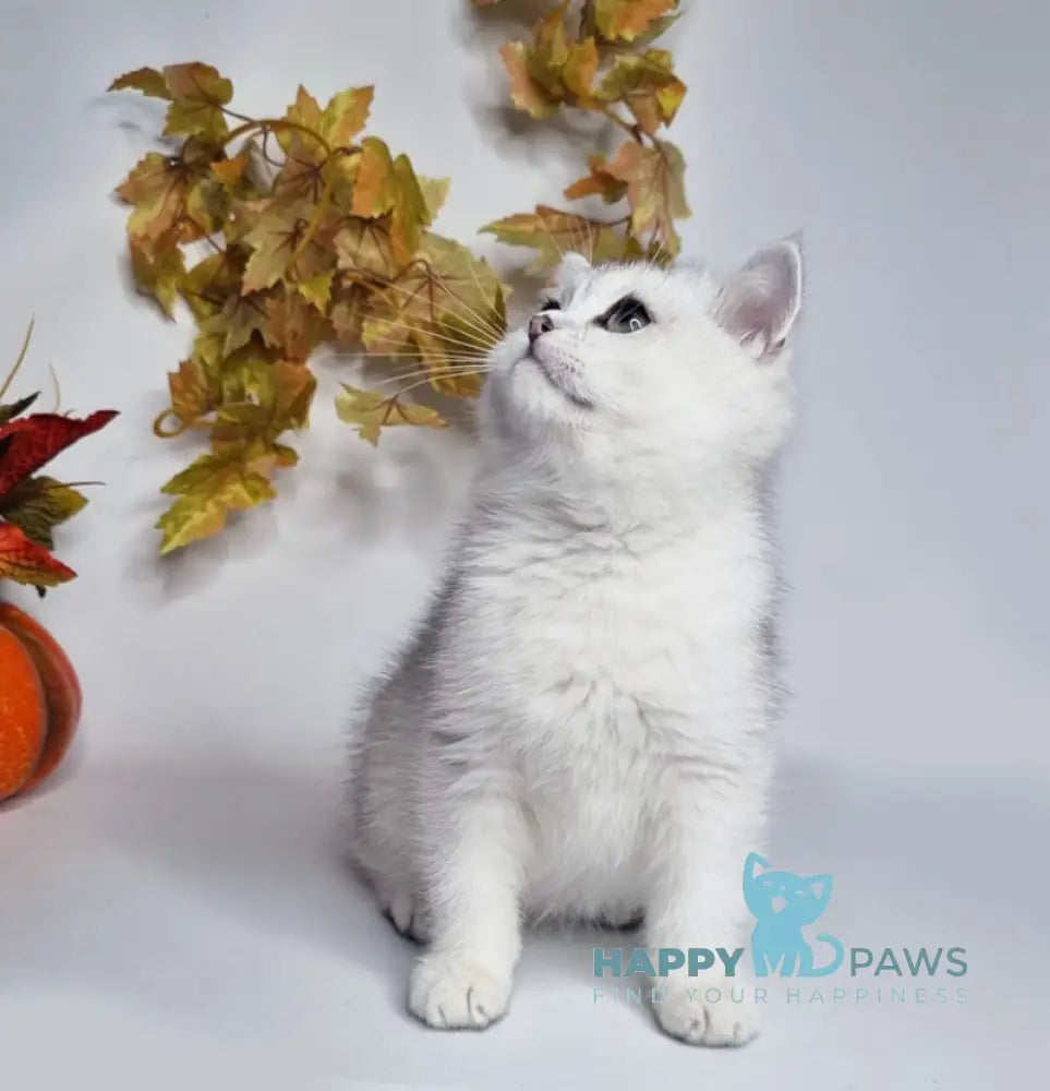 Finist British Shorthair male black silver shaded live animals